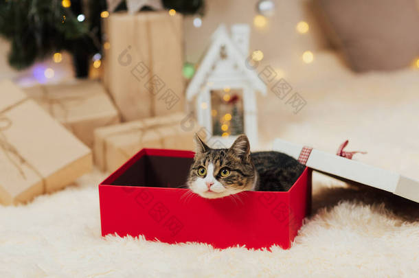 带着绿眼睛的小猫咪从红色礼品盒里探出头来.