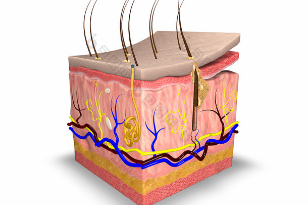 皮肤层