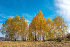 金色的叶子, 秋天的白桦树。特兰西瓦尼亚, 罗马尼亚