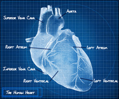 人的心脏蓝图概念.