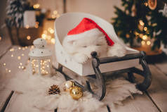 在一家照相馆的圣诞树下，一只白色的小狗戴着一顶圣诞老人帽