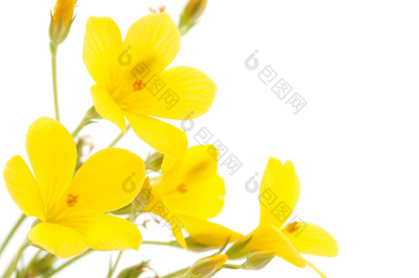 草甸黄色花