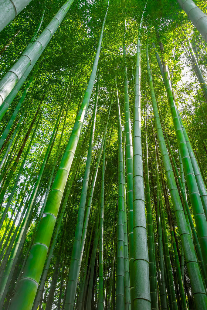 岚山竹森林，京都，日本