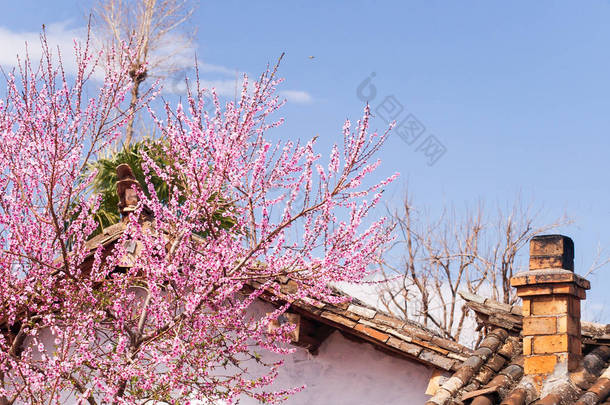 中国老山寨前盛开的桃樱花树.