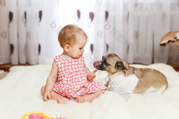 小滑稽的白种女孩孩子坐在地板上在一个轻的地毯与半养殖狗的最好的朋友与斑点颜色和短的头发和滑稽大耳朵。宝宝在吃曲奇饼