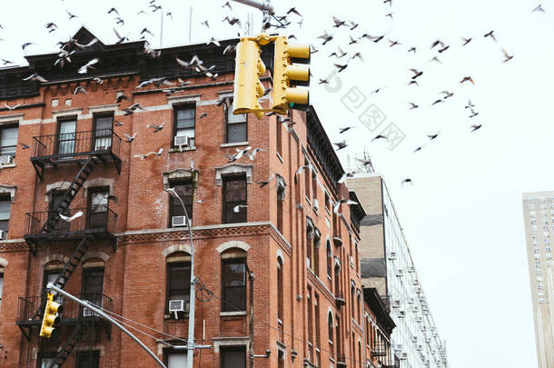 城市场景与鸟类飞越在纽约市, 美国