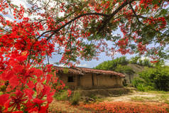 小棚屋与红色开花的花朵