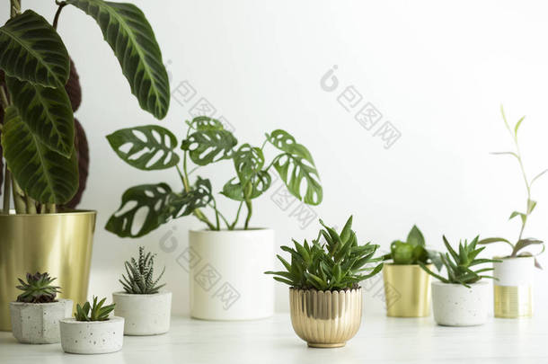 新鲜的绿色植物在时尚的斯堪的纳维亚风格的锅在白色背景 