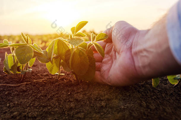 农艺师检查小大豆植物的栽培农业