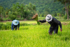 农民们正在稻田里种植水稻。农民们在雨季种水稻. 