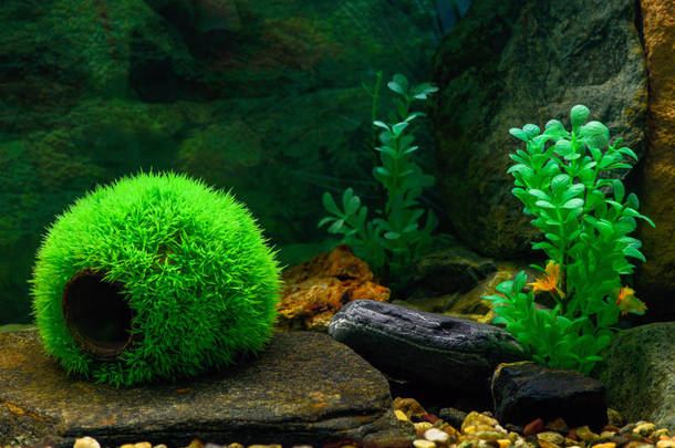 一个空的圆形<strong>绿色</strong>球是一个房子的草鱼在<strong>透明</strong>的水族馆, 木制的障碍和人造植物在一个<strong>透明</strong>的水族馆。美丽的水族馆设计