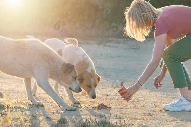 年轻的女人用狗粮喂被抛弃的狗. 动物慈善志愿者概念. 