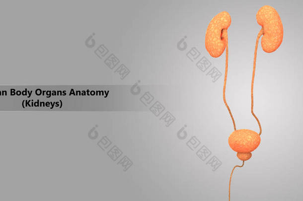 3d 人体泌尿系统解剖示意图