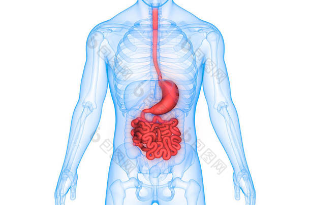 人体消化系统解剖 (胃与小肠)