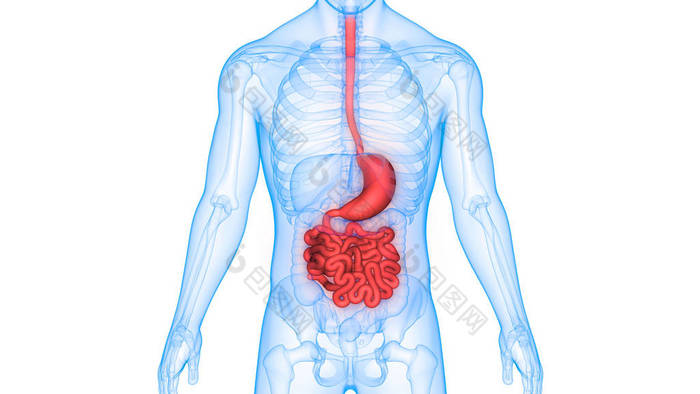 人体消化系统解剖 (胃与小肠)