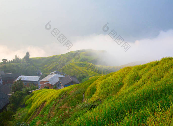 龙胜梯田 (龙骨干) 又称桂林龙梯田, 位于龙胜县, 约100公里 (62 mi), 来自广西桂林, 中国.