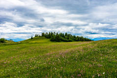 意大利，Alpe di Siusi, Seiser Alm with Sassolungo Langkofel Dolomite,一片茂密的绿地