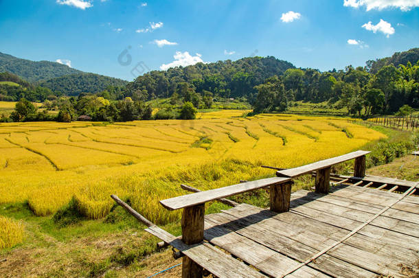 美丽的风景金色的水稻<strong>梯田</strong>和房子与成熟的水稻在泰国, 