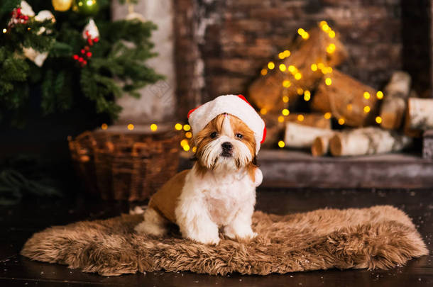 新年快乐, 圣诞节, 小狗。假期和庆典, 宠物在房间里的圣诞树。狗圣诞老人帽子.