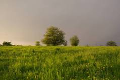 美丽的早晨，在绿树成荫的草地上。斯洛伐克