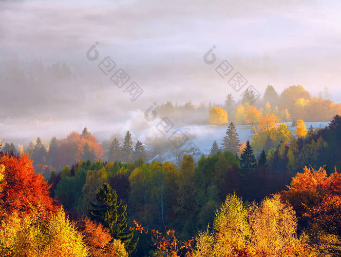 令人惊奇的秋天乡村风景.迷人的风景和晨雾.阳光照亮了草坪.绿色的草地在霜冻中.喀尔巴阡山脉旅游胜地，乌克兰，欧洲.