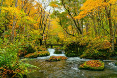 秋天季节五彩斑斓的叶林中的Oirase河流淌