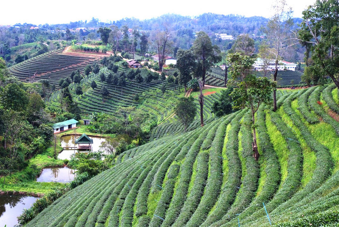 茶园 * * 请注意选择焦点与背景的领域︰ 理想使用浅景深.