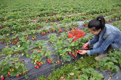 亚洲妇女采摘草莓在绿色花园