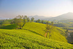 从山顶看越南普托茶园景观.