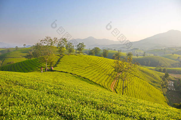 从山顶看越南普托茶园景观.