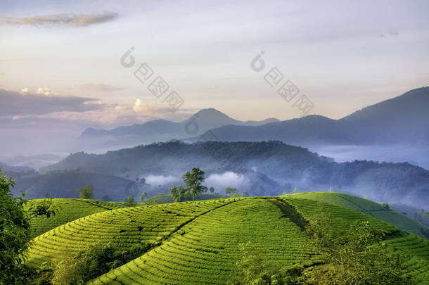 越南府寿龙哥绿<strong>茶山</strong>概览.