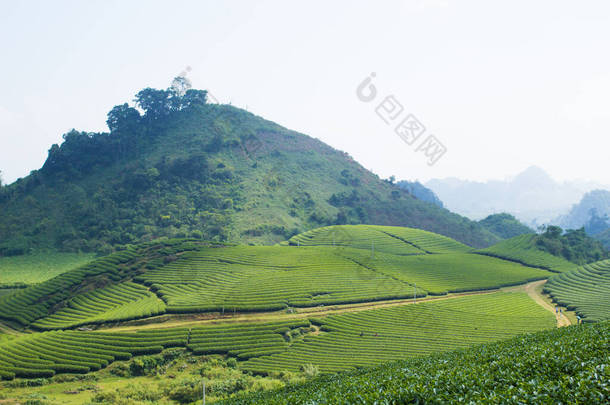 越南圣拉省Moc Chau村Moc Chau茶山