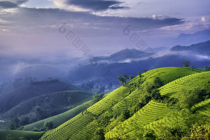 越南府寿龙哥绿茶山概览.