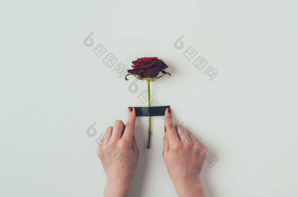 裁剪图像的女人把绝缘胶带上玫瑰上的白色，情人节的概念