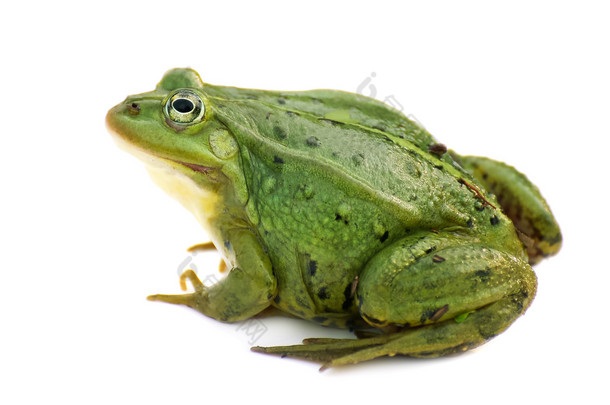 林蛙芋。绿色、 欧洲或水，在白色背景上的青蛙.