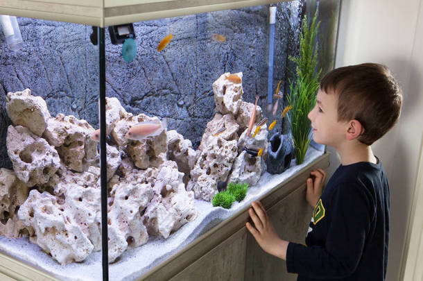 孩子看鱼缸。水族馆与丽鱼