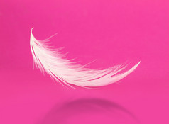 粉红色的背景上飞影与白羽