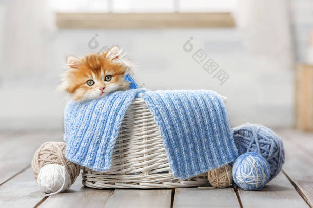 一只带条纹的小猫咪坐在装有纱线球的<strong>篮子</strong>里