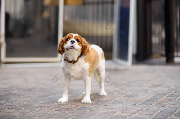 可爱的西班牙狗与衣领等待主人在门口