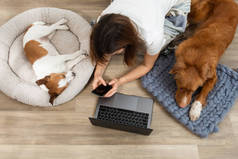 两只狗和一个女孩在家里用笔记本电脑工作。新斯科舍鸭子鸣叫猎犬和杰克·罗斯