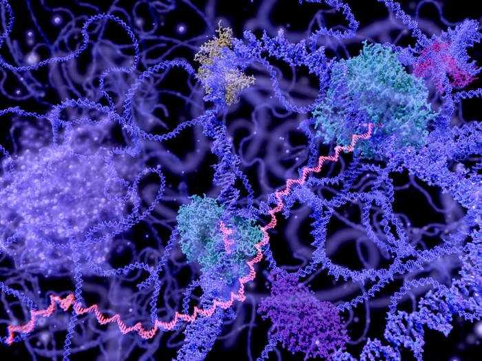 细胞核在间期的看法 (Dna, mrna, 核果核和几个酵素)。插图