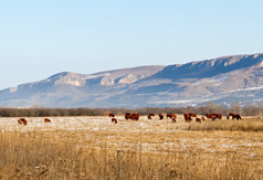 冬季牧场放牧的奶牛