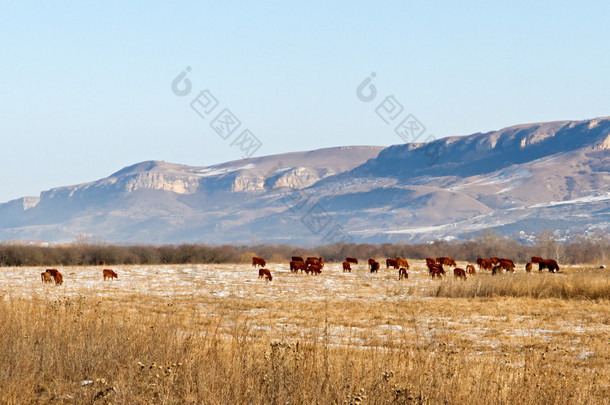 冬季牧场放牧的奶牛
