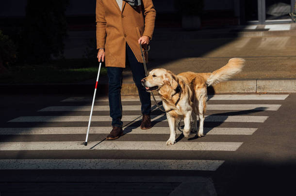 用手杖和导盲犬<strong>在</strong>人行横道上行走的景象