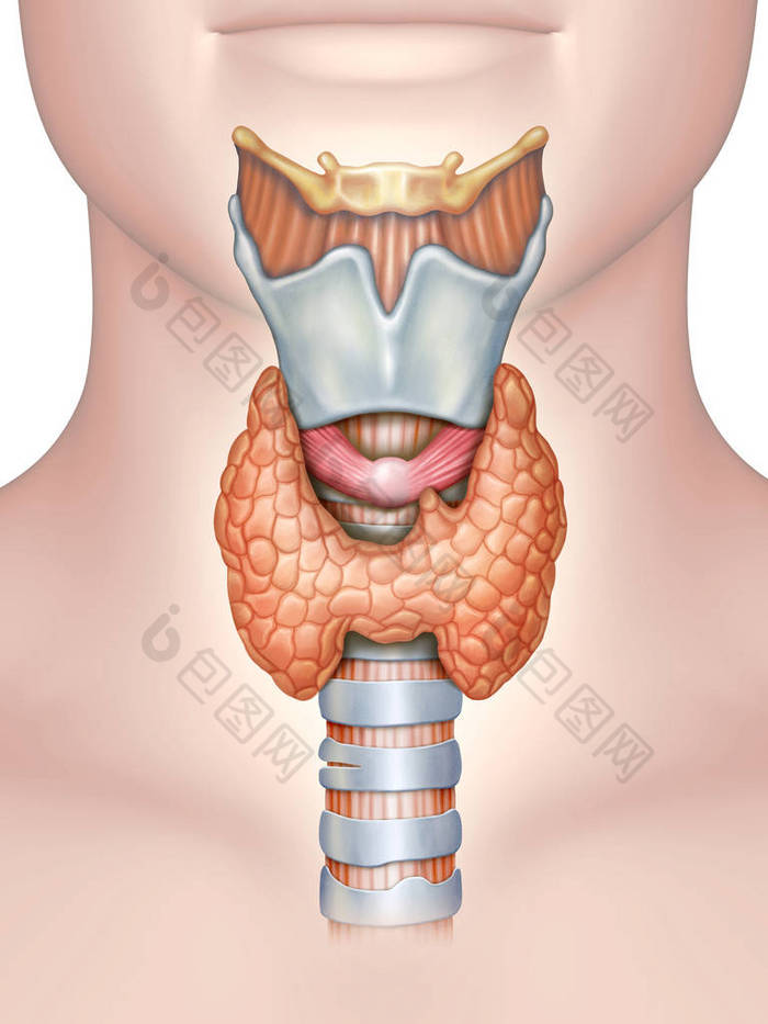 甲状腺的解剖