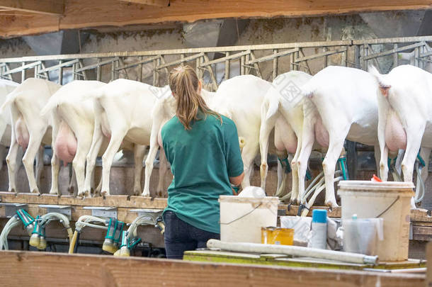 山羊挤奶设施在一个农场里，牲畜