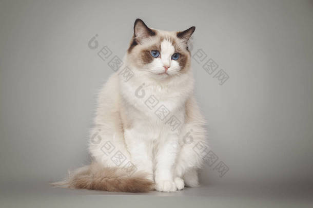 毛茸茸的漂亮白猫传奇蓝眼睛摆在灰色背景下摆出.