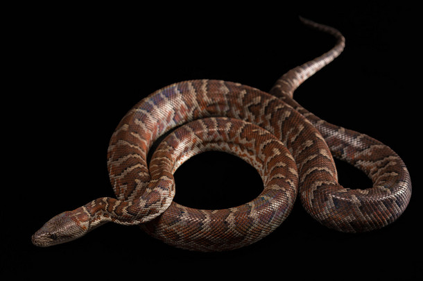 Hispaniolan 蟒<strong>蛇</strong>、 Chilabothrus 或 epicrates 体
