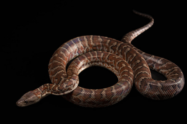 Hispaniolan 蟒蛇、 Chilabothrus 或 epicrates <strong>体</strong>