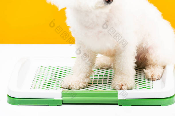 哈万犬坐在白色表面的宠物厕所上，与黄色隔离的剪影